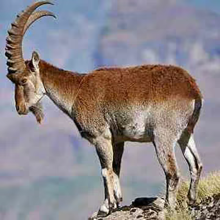 ethio_waliya