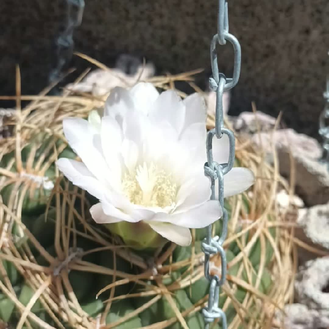 Post by Aldo Foresto: FLOWER BEAUTY