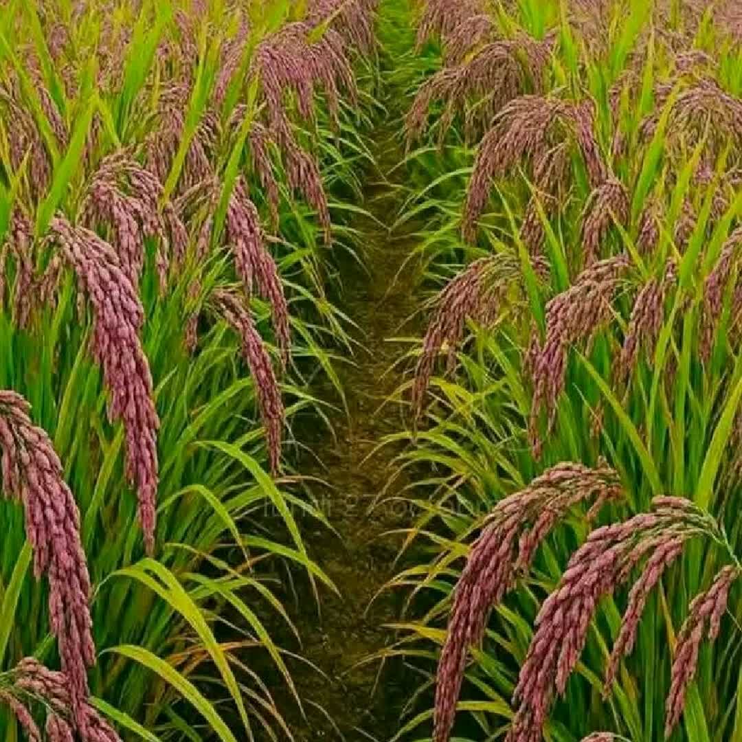 Post by Avotra Avotra: @losamariam5 @ash.trone @mohammedtahir @afarson0 @sharmaineobosa143 @viki99 @abenu @boloup @loick @vehidvelagic89...