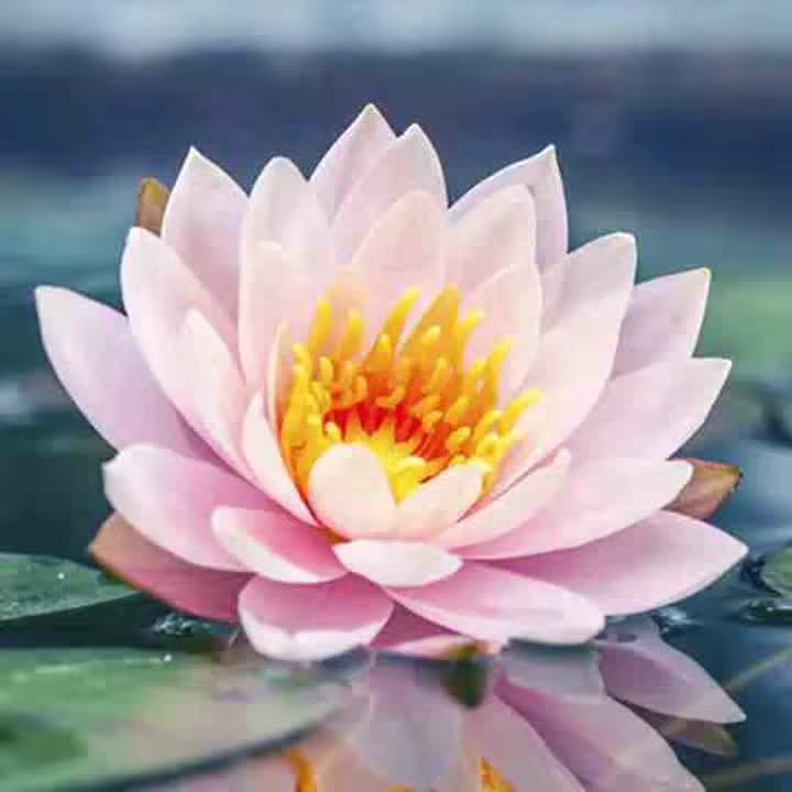 @anne232706