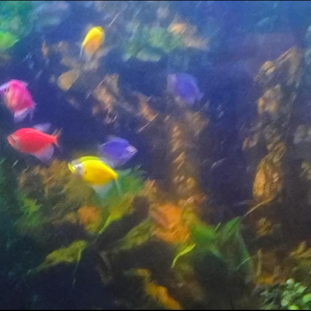 Post by Niroshani Kumudu: My 🐠 fish tank,,,,,, #cricket #viralreels #buzzer #viral #fyp #sports #Daily #football #buzzer_fan_official #soccer...