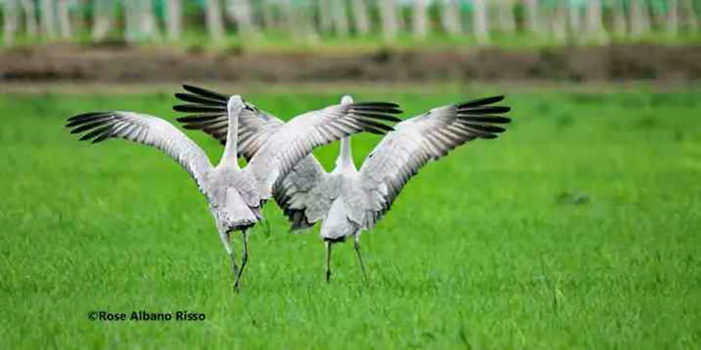 emeje