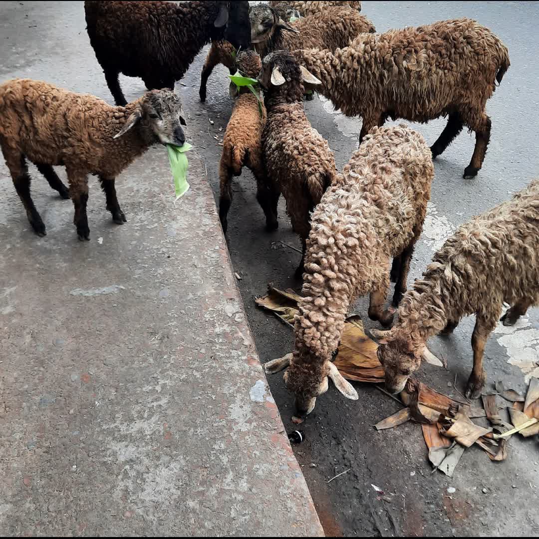 Post by Liton Halder: @Sheep