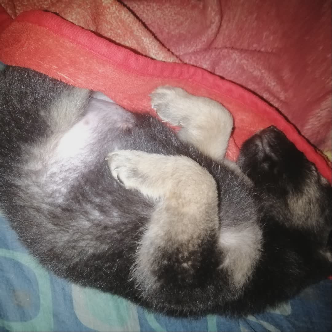 Post by Jhonna Garcia Padrogane: 🐶🐕 #trending #foryou #buzzerapp #followers #Daily #buzzer #viral
