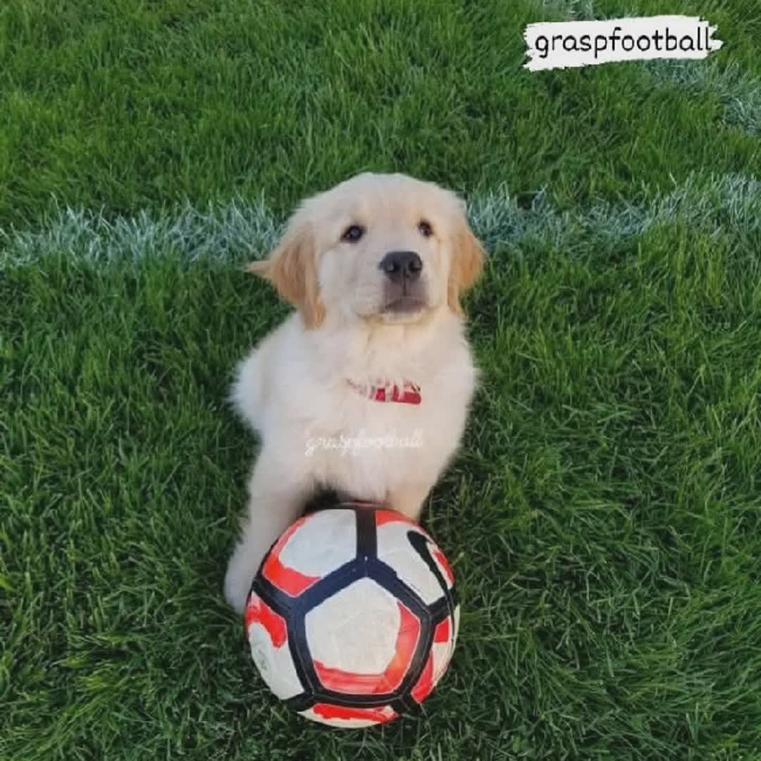 Post by Grasp Football: #buzzer #sports #Daily #basketball #football #soccer #cricket #NBA #fyp #basketballhighlights #volleyball #Game...