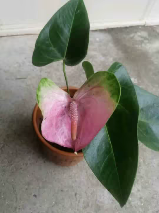 faniloifaliana6