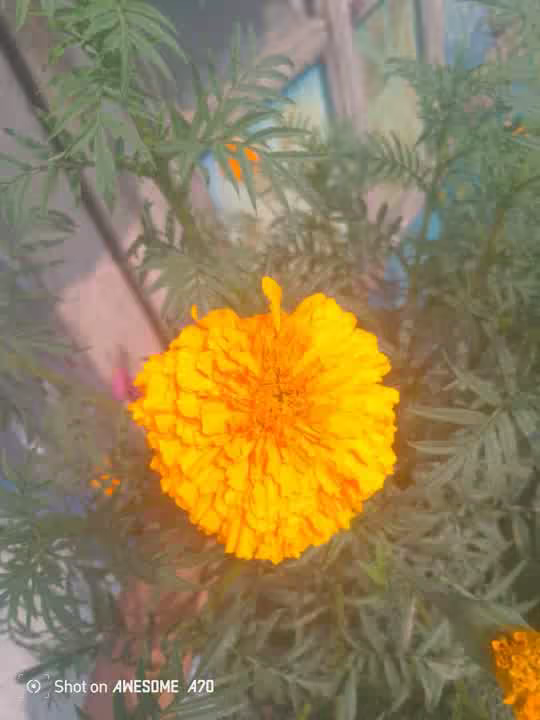 @tanvir11