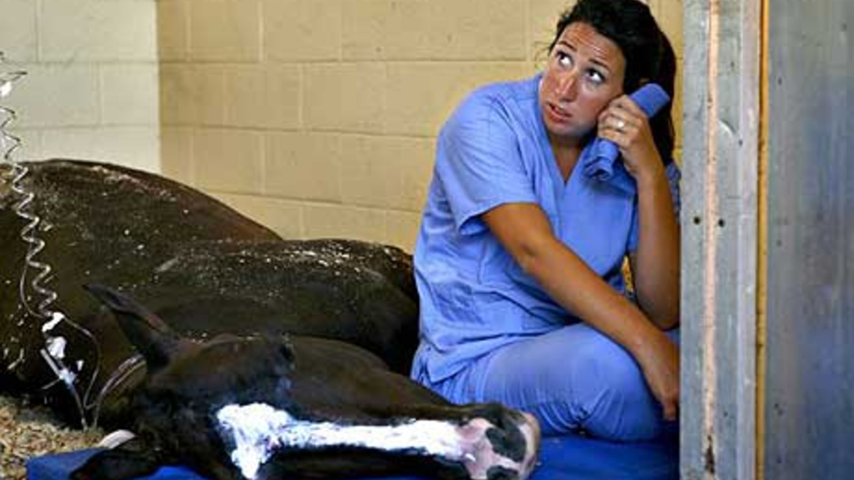 The Afternoon 21 Polo Horses Collapsed Before a Championship