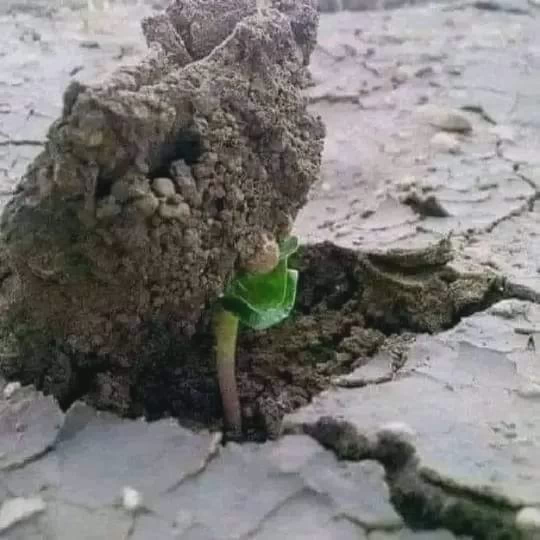 Post by Afghan Danger