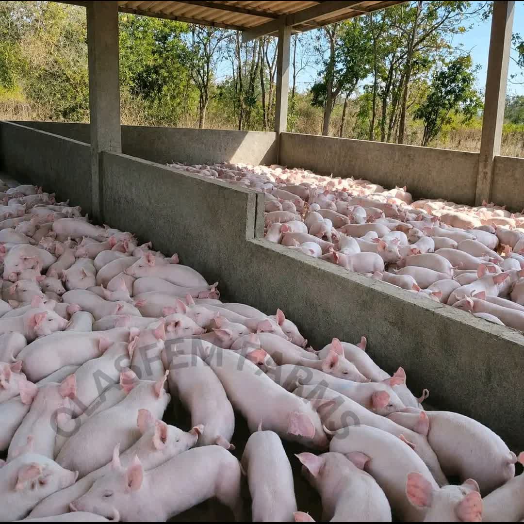 Post by Zachariah Femi: Pork #buzzer #viral #sports #football #buzzer_fan_official #soccer #trending #reels #follow #followers
