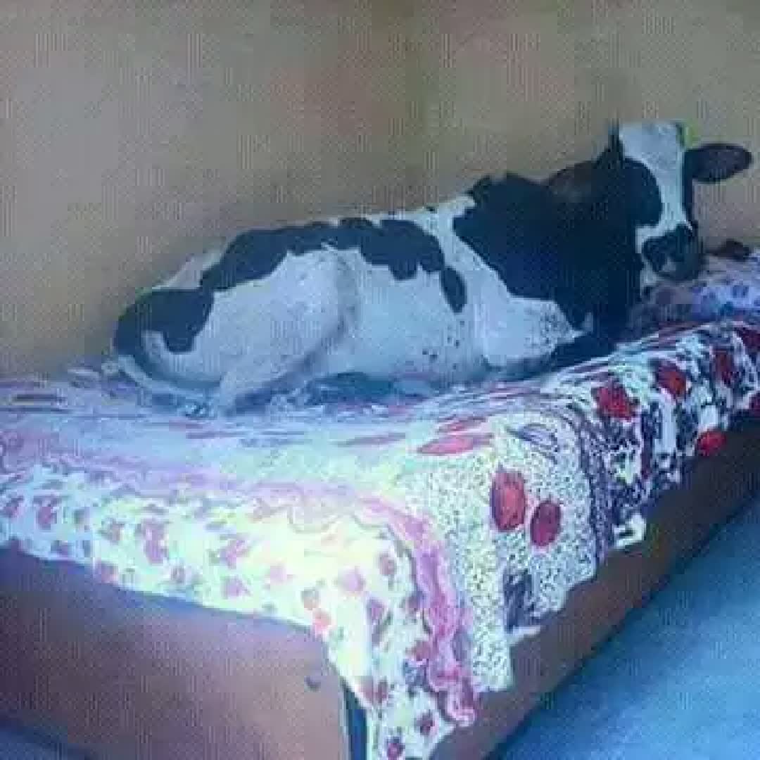 Post by Sherefa B Dar: @meyrem @dimbl @demeke728 @masre.1 #buzzer #viral #viralreels #reels #buzzerapp #BlueNews